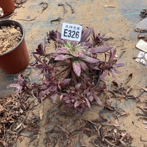 326多肉植物孔雀锦