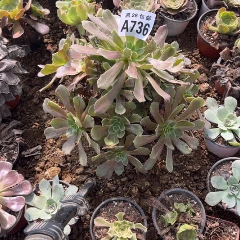 736多肉植物赤霞飞