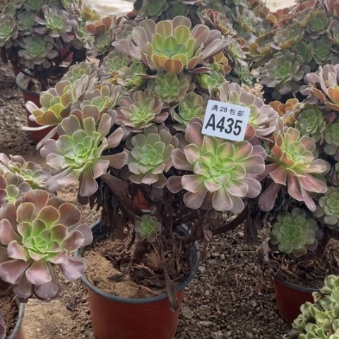 435多肉植物华纳