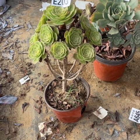 203多肉植物万圣节