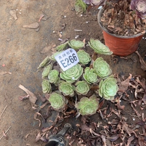 266多肉植物万圣节