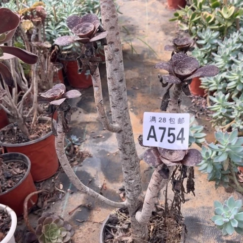 754多肉植物无毒