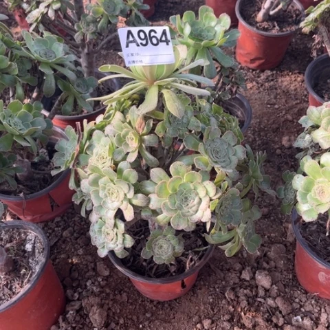 964多肉植物原始绿