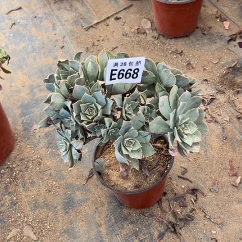 668多肉植物粉仙桃