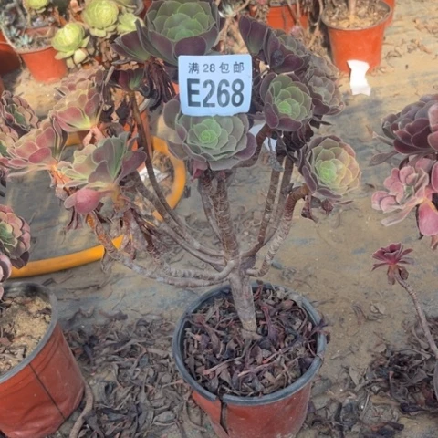 268多肉植物欧紫