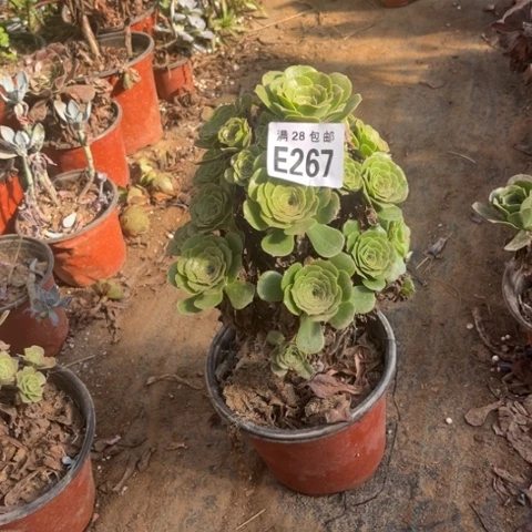 267多肉植物绿羊绒