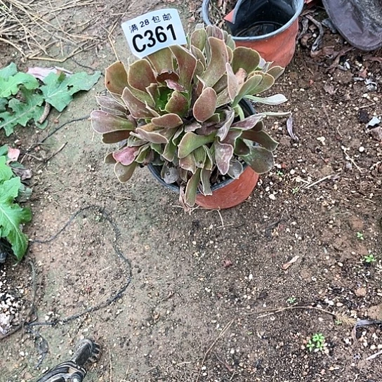 361玫瑰法师不包断枝