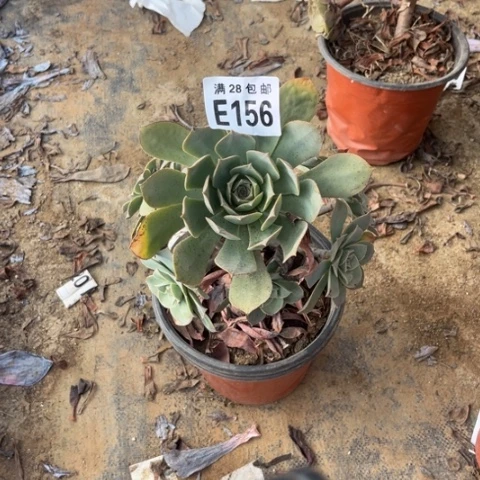 156多肉植物粉仙桃