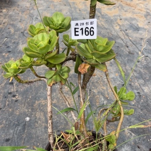 166多肉植物红梅