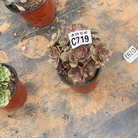 719万圣节不包断枝