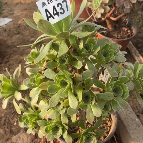 437多肉植物原始绿