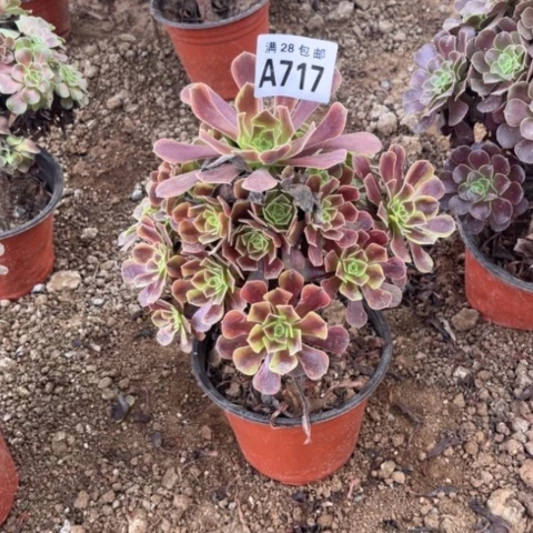 717多肉植物欧嘉莉