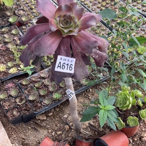 辛*?616多肉植物无毒