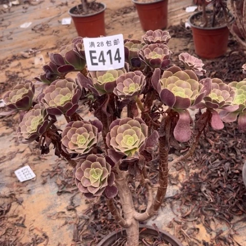 414多肉植物欧紫
