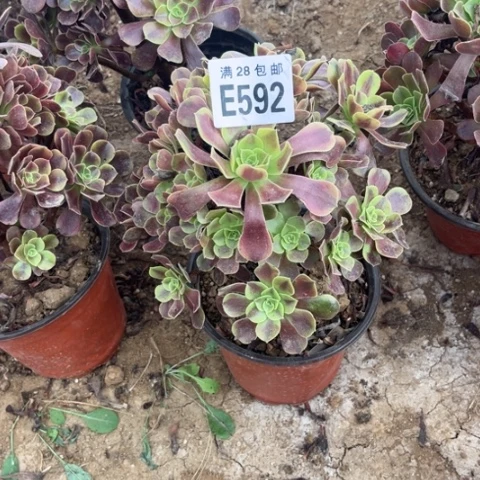 592多肉植物欧嘉莉