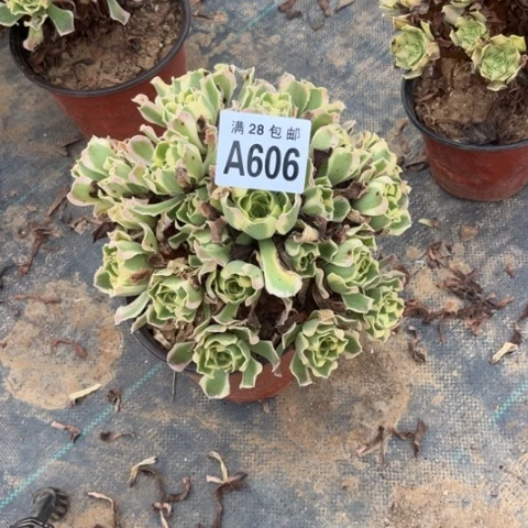 606多肉植物白凤