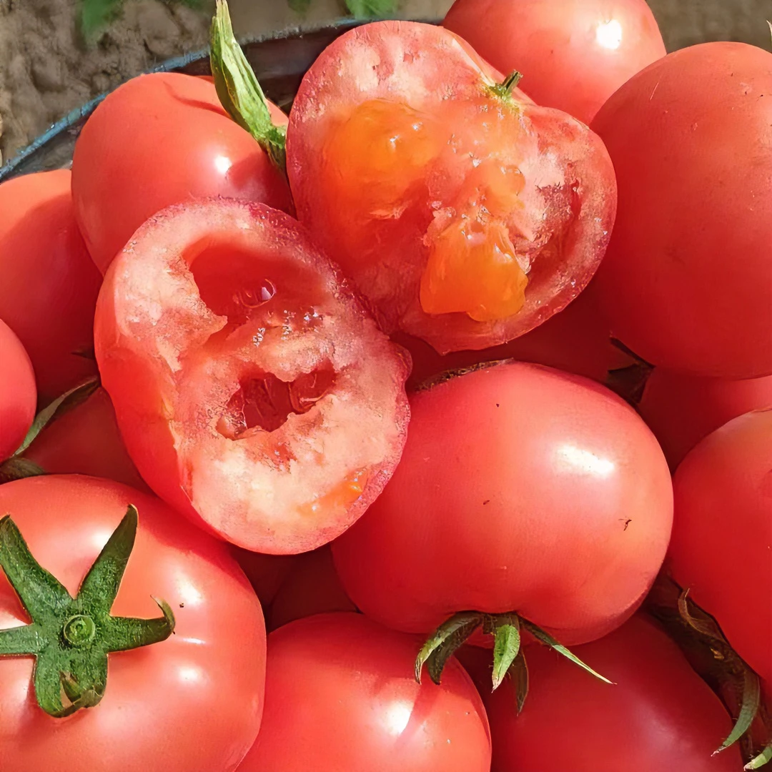 返乡正宗泾阳采摘西红柿产地皮薄酸甜新鲜沙瓤4.5斤特产成熟