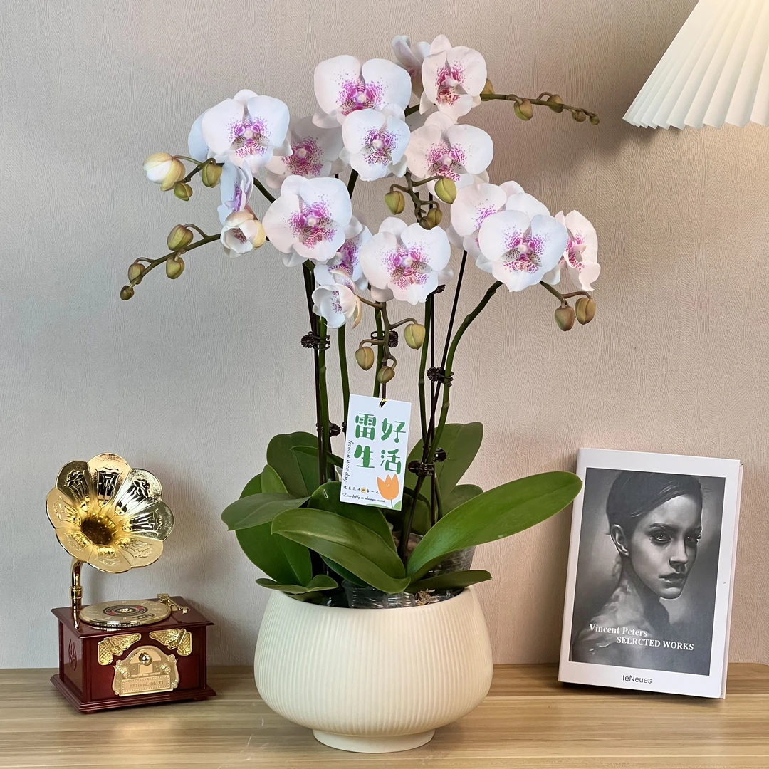 新品《爱情海》开花带花苞蝴蝶兰鲜花室内养殖好养