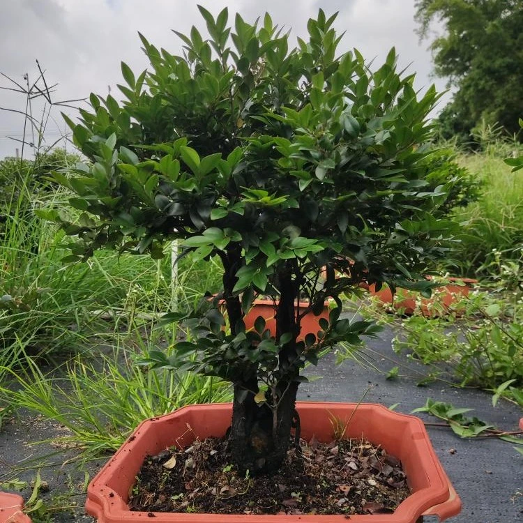 黑骨茶，俗称小叶紫檀