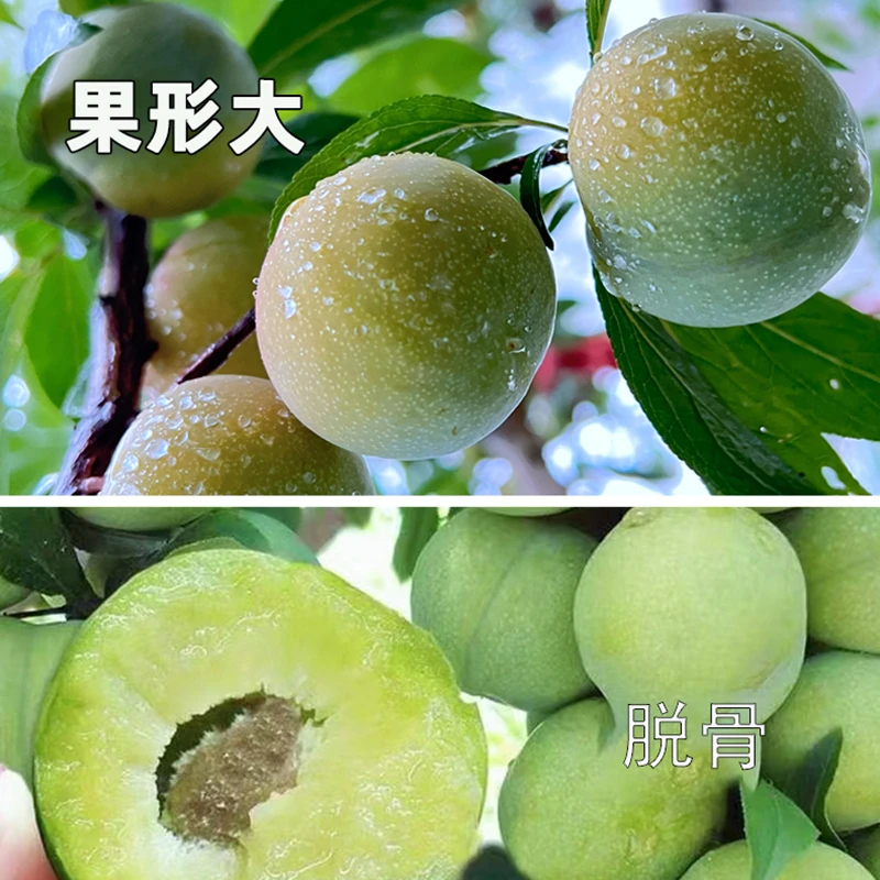 四川新鲜李子青脆李新鲜青色李子多汁爽口脱骨李清脆李高山现摘