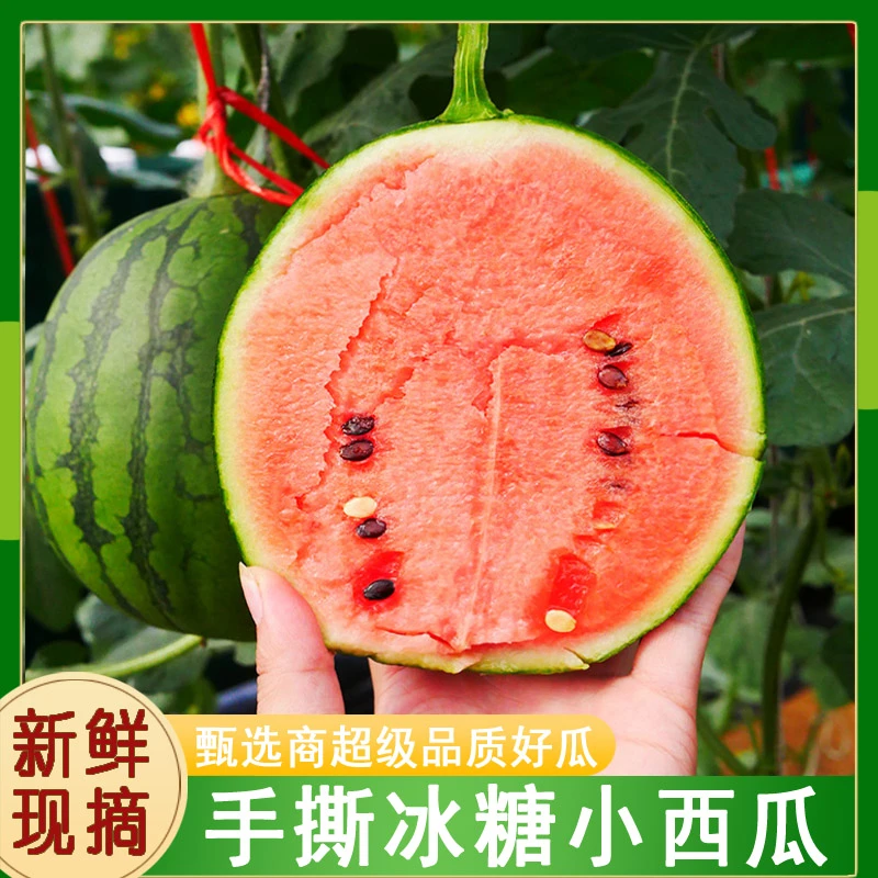 顺丰快递【町琦冰糖小西瓜】冰激凌糖丸手撕小西瓜新鲜现摘脆甜皮薄