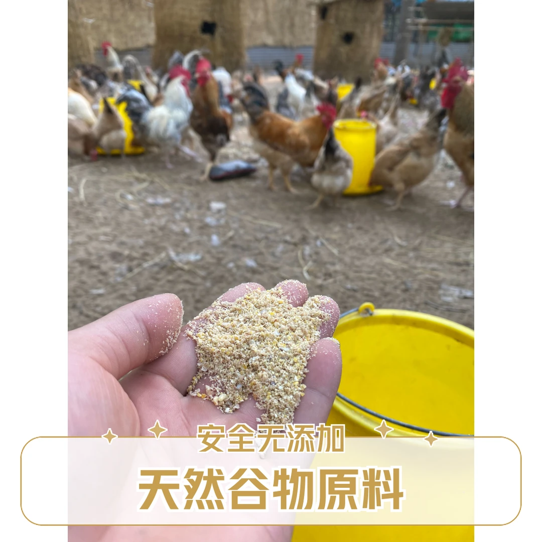 （改价链接）农村散养土鸡520天 林下谷物散养溜达鸡  包冰率不含冰