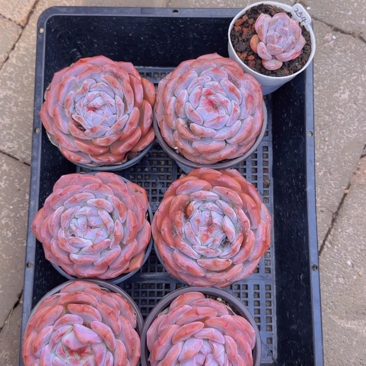 ?****]紫皮钻石星影6颗大送颗小