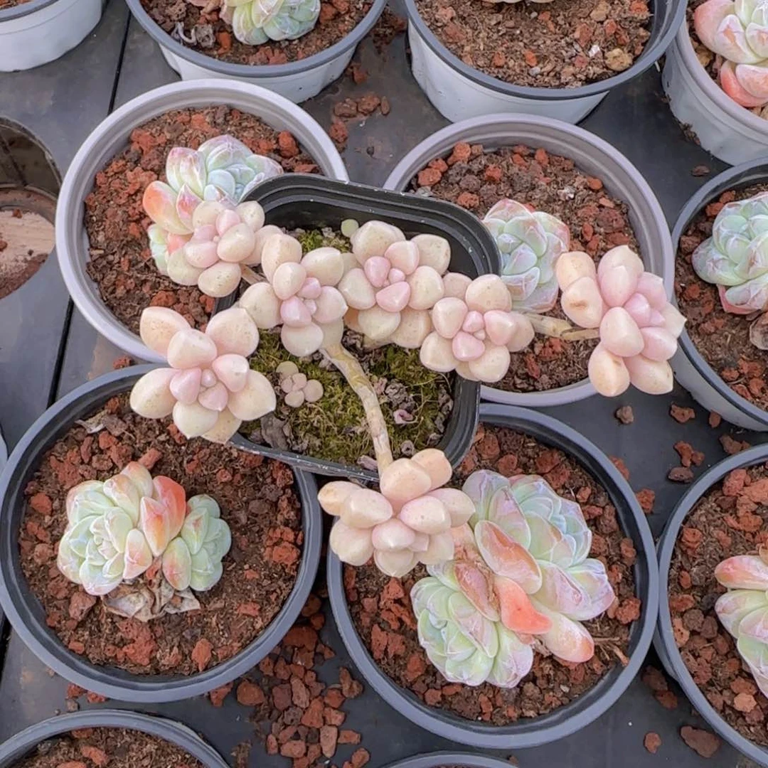 ?**素丸叶姬秋丽老装一颗