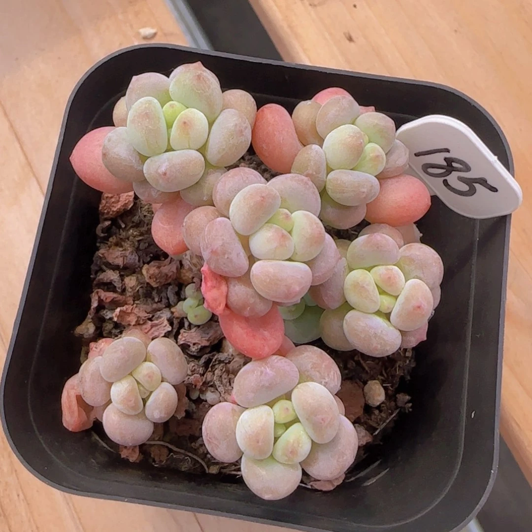 洛可可一颗群无砍