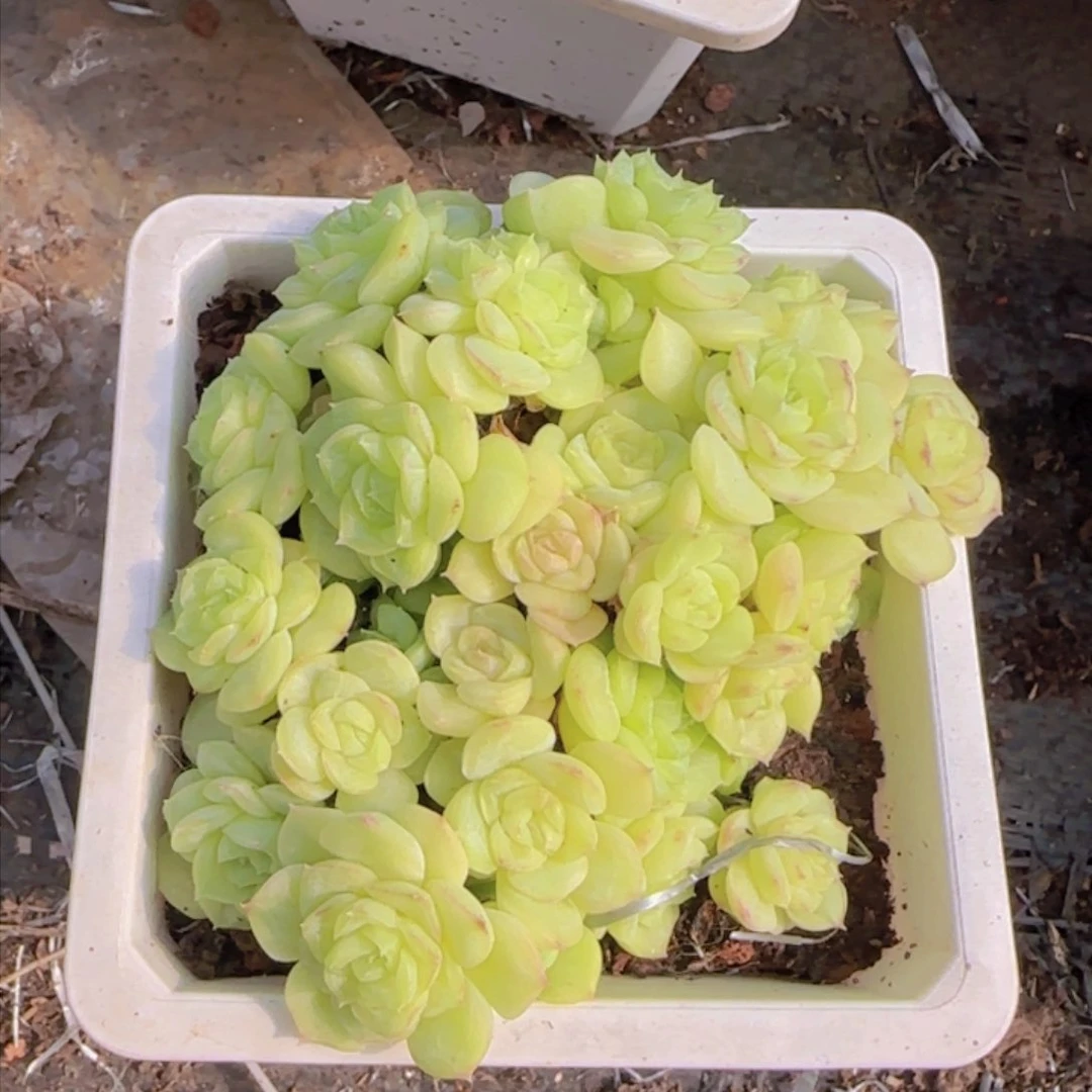 麦秆大群朵朵头一颗无砍