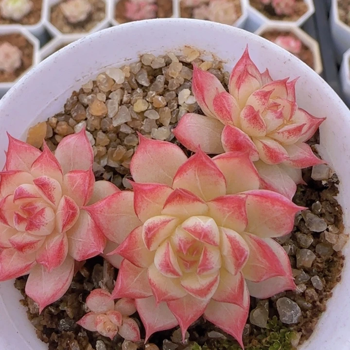 女王玫瑰一颗精控