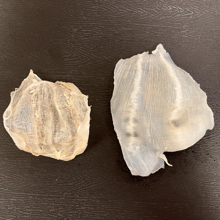 【白花胶】本港四大名胶花胶海鲜干货低腥味奶冻天然胶营养送礼鱼胶