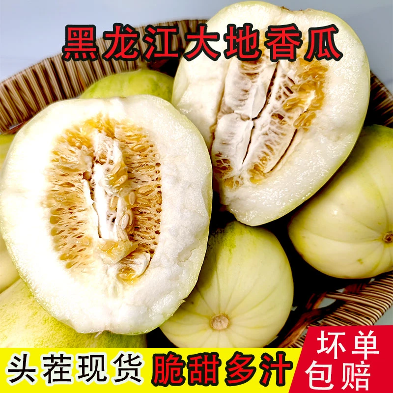 东北黑龙江白糖罐甜香瓜5斤装（顺丰包邮）