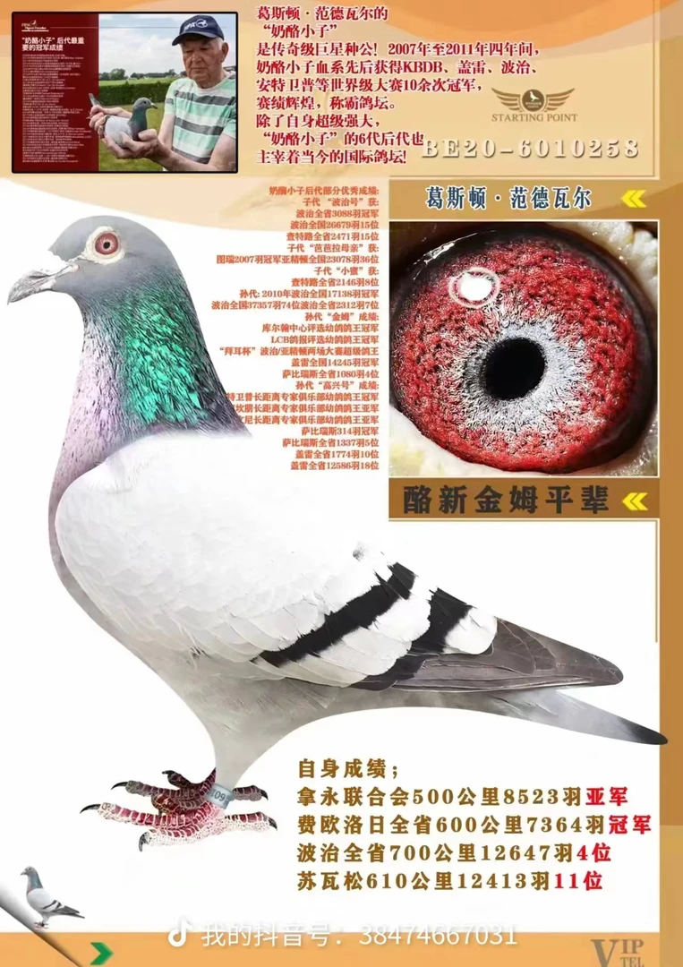 鸽具信鸽白羽王青年鸽幼鸽四只