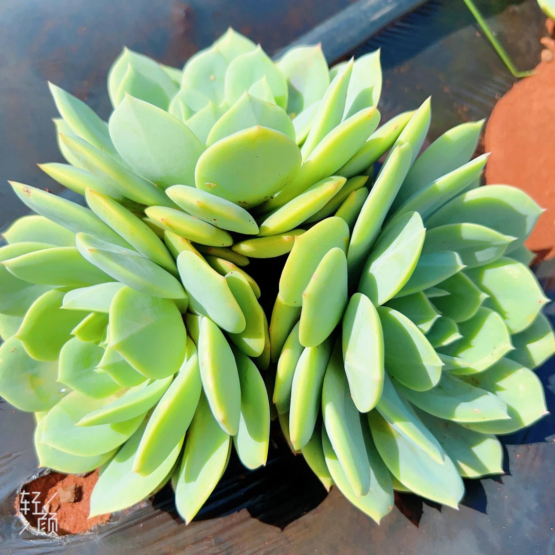 1号地 地栽多肉  小恋曲2棵