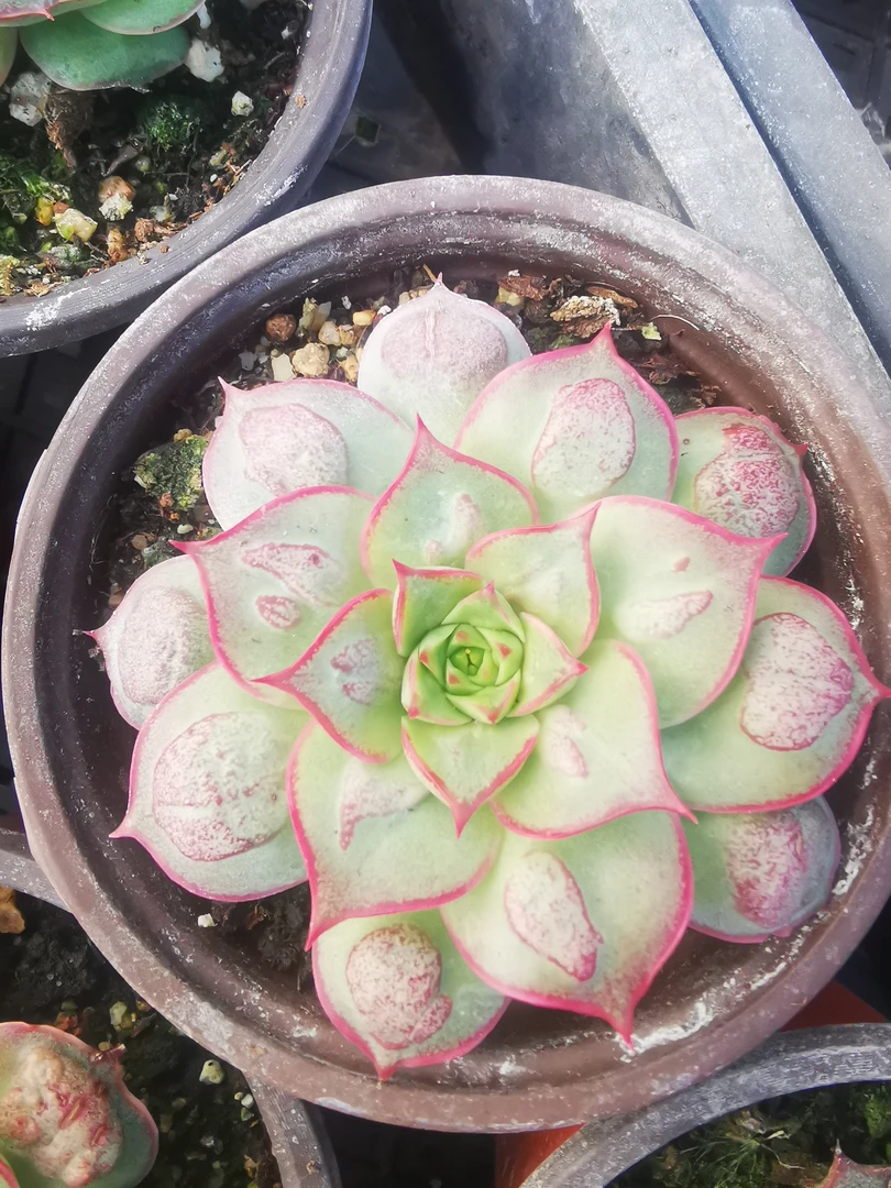 多肉植物，B251--300