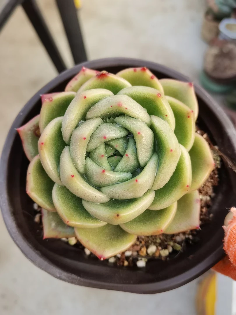 多肉植物，E801---850