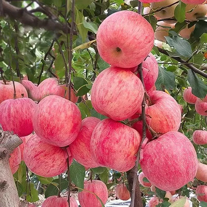 新鲜多汁红富士苹果
