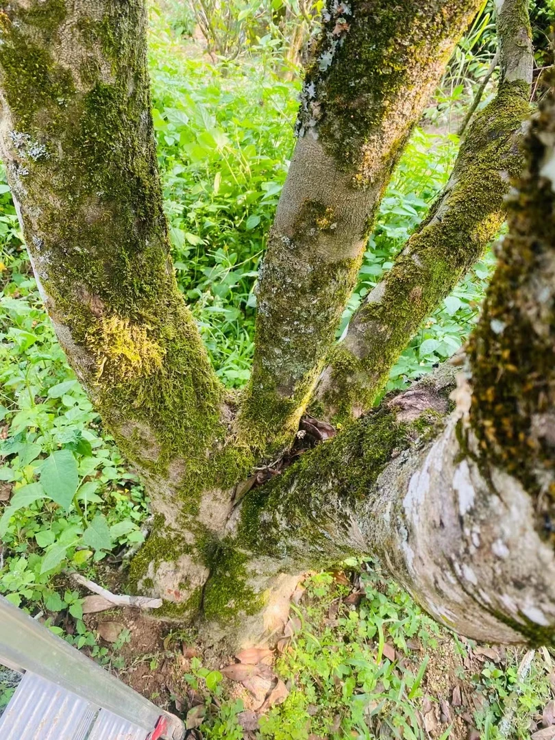 凤凰单丛高货蜜兰香