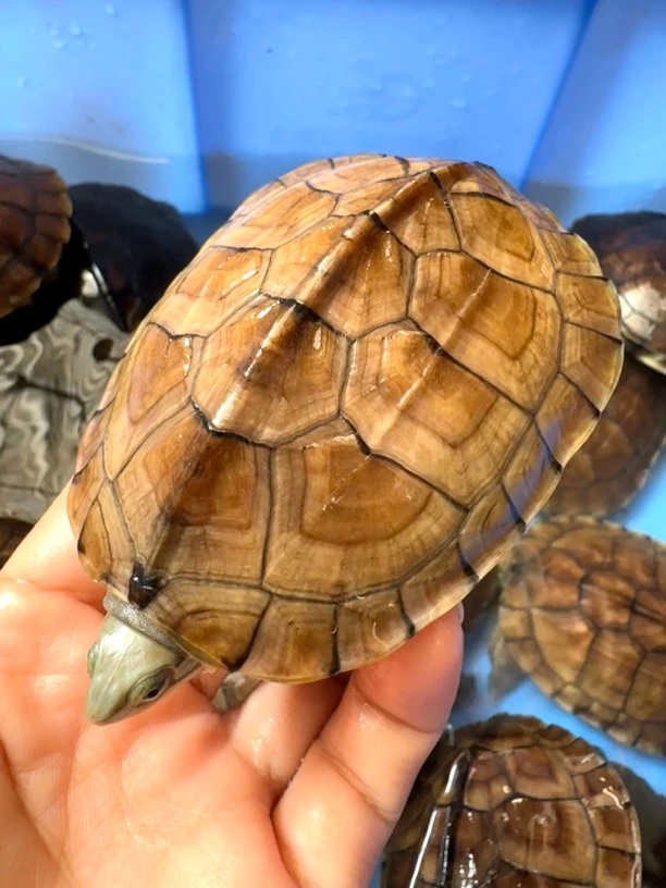 【直播间选龟下单链接】人工养殖黄喉拟水龟（南石、石金钱）宠物龟