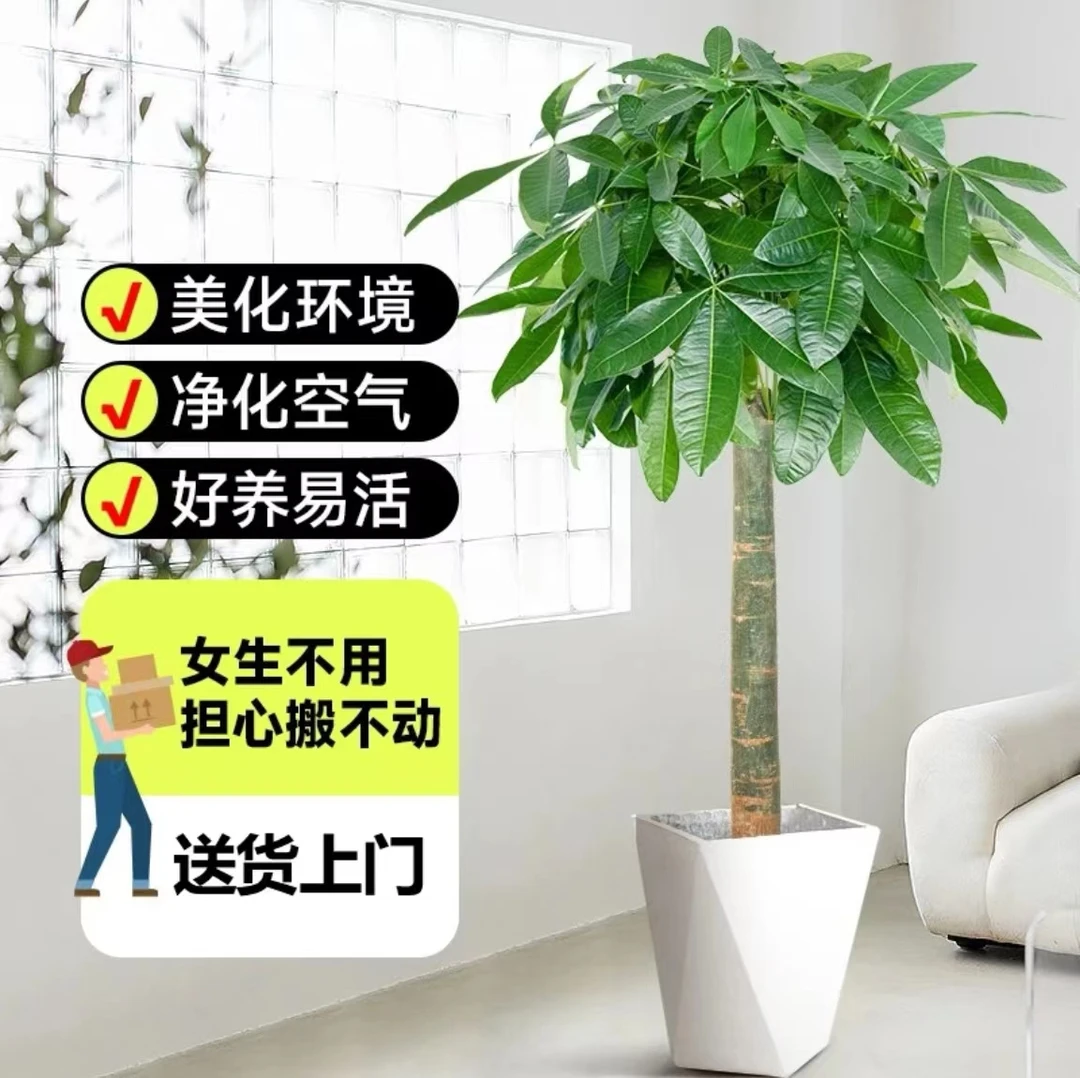 【思忆】发财树1.41-1.5米大型绿植开业送礼室内客厅送货上门