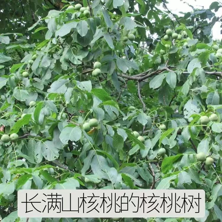 理县高数按原味核桃