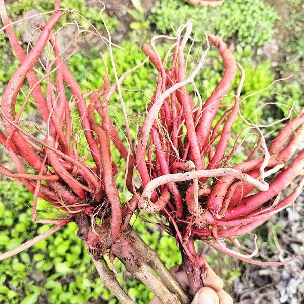 贵州山货新鲜红牛克膝全根包邮红牛膝土牛膝
