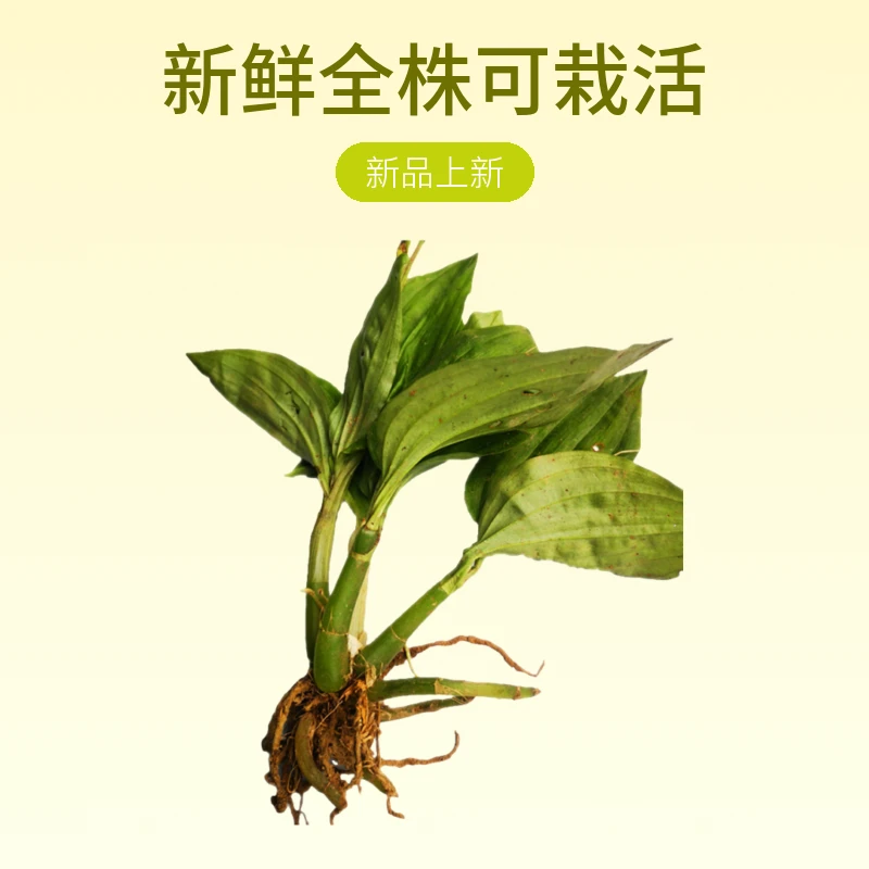 贵州见血清山货 新鲜见血青熬水新鲜全株可栽活