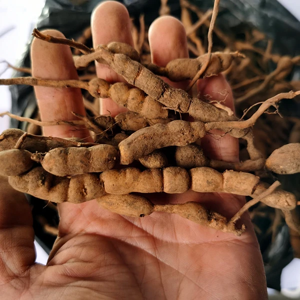 贵州新鲜鸡筋参山货 炖肉煲汤虎刺参黄鸡胖长叶数珠根500克配桔梗