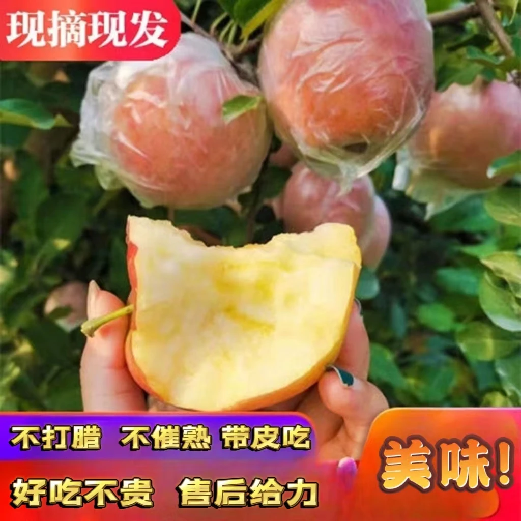 25年山西当季早熟丑苹果红富士新鲜脆甜水果现摘农产品