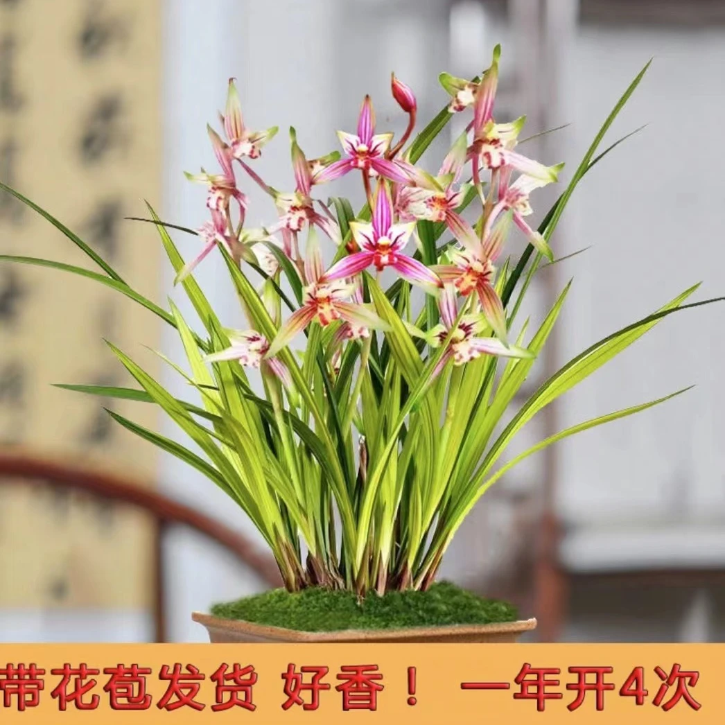 8花起(荷塘月色)建兰 兰花室内浓香花卉