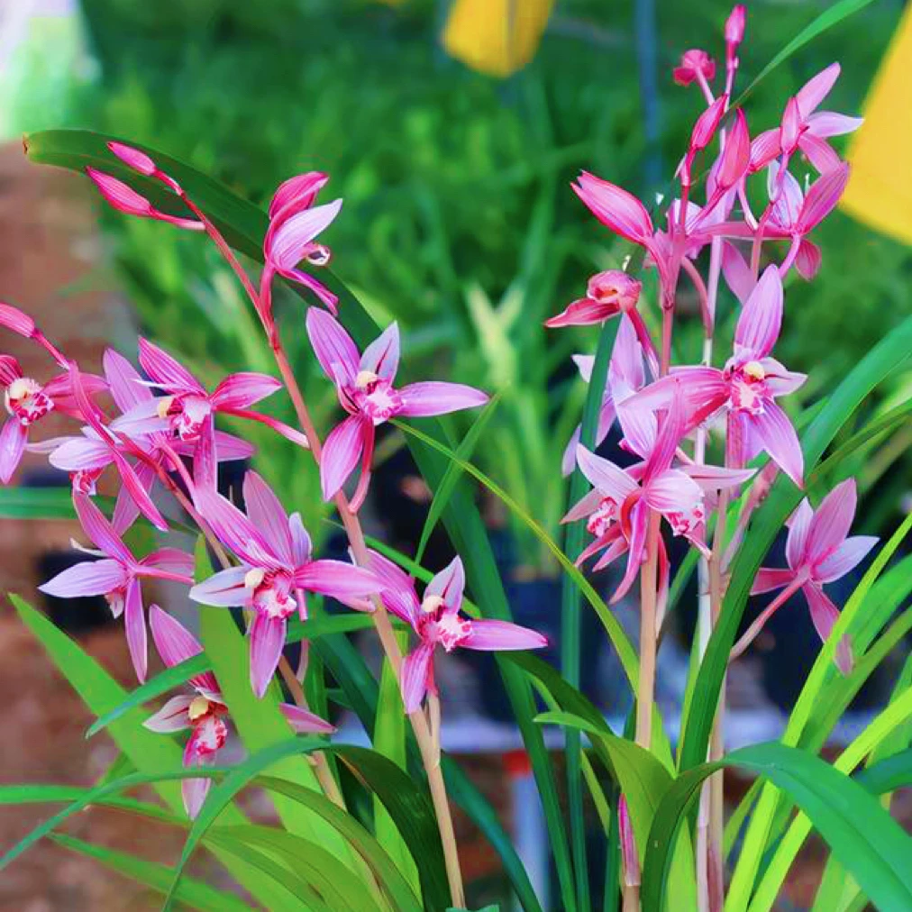 5花起（市长红）建兰铭品 开花浓香