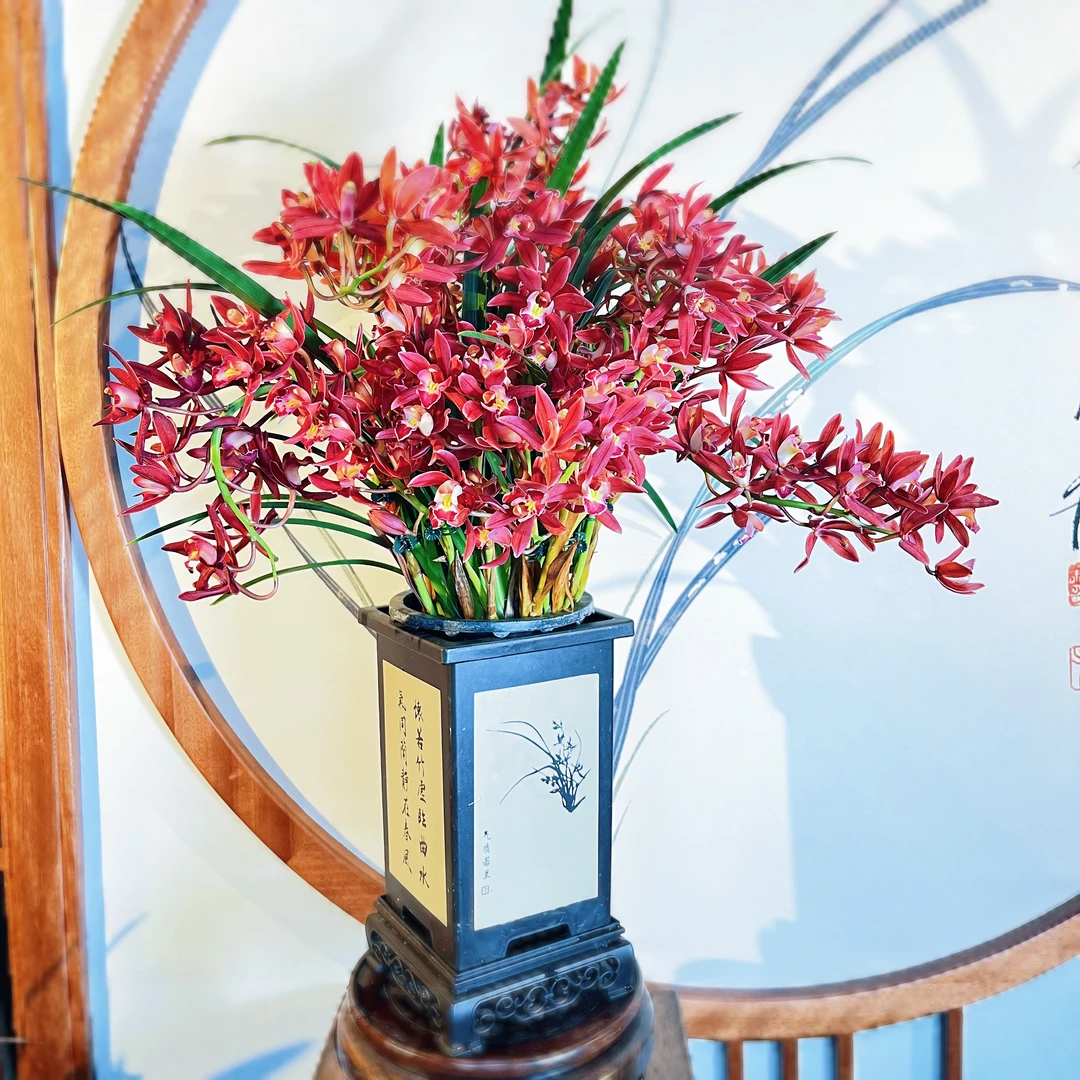 【带2-4花剑】兰花（红双喜）室内好养