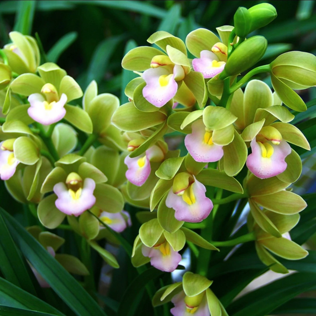 带花苞 特A级(香水香兰）浓香大花蕙兰